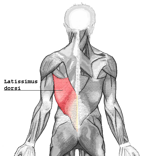 latissimus_dorsi